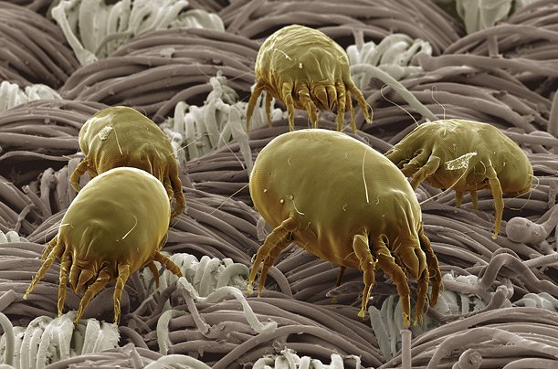 house-dust-mite-hidden-in-the-pile-of-carpet