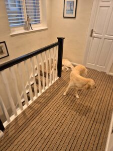 Herringbone-twill-landing-cute-dog-pets-and-stair-runners